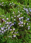 Einzelbild 4 Sefistrauch - Juniperus sabina