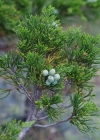 Einzelbild 6 Sefistrauch - Juniperus sabina