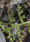 Einzelbild 6 Alpen-Blasenfarn - Cystopteris alpina