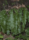 Einzelbild 7 Hirschzunge - Phyllitis scolopendrium