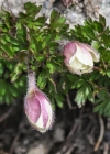 Einzelbild 8 Monte Baldo-Windröschen - Anemone baldensis