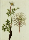 Einzelbild 7 Weisse Alpen-Anemone - Pulsatilla alpina subsp. alpina