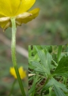 Einzelbild 4 Hain-Hahnenfuss - Ranunculus tuberosus aggr.