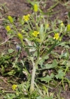 Einzelbild 8 Gift-Hahnenfuss - Ranunculus sceleratus