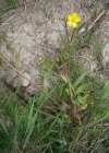 Einzelbild 6 Kleiner Sumpf-Hahnenfuss - Ranunculus flammula