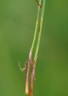 Einzelbild 5 Rasen-Haarbinse - Trichophorum cespitosum