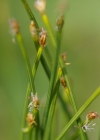 Einzelbild 6 Rasen-Haarbinse - Trichophorum cespitosum