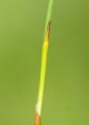 Einzelbild 7 Rasen-Haarbinse - Trichophorum cespitosum