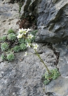 Einzelbild 5 Trauben-Steinbrech - Saxifraga paniculata