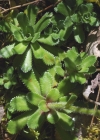 Einzelbild 7 Trauben-Steinbrech - Saxifraga paniculata