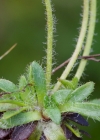 Einzelbild 7 Mannsschild-Steinbrech - Saxifraga androsacea