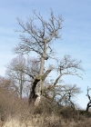 Einzelbild 4 Stiel-Eiche - Quercus robur