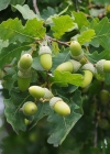 Einzelbild 5 Stiel-Eiche - Quercus robur
