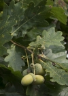 Einzelbild 6 Stiel-Eiche - Quercus robur