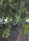 Einzelbild 6 Hänge-Birke - Betula pendula
