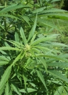 Einzelbild 5 Hanf - Cannabis sativa
