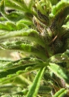 Einzelbild 7 Hanf - Cannabis sativa