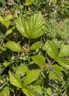 Einzelbild 5 Steinbeere - Rubus saxatilis