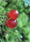 Einzelbild 8 Steinbeere - Rubus saxatilis
