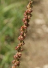 Einzelbild 8 Kleiner Odermennig - Agrimonia eupatoria