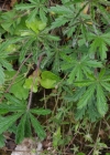 Einzelbild 4 Siebenblättriges Fingerkraut - Potentilla heptaphylla