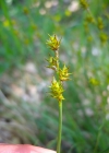 Einzelbild 5 Igelfrüchtige Segge - Carex echinata
