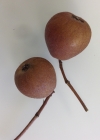 Einzelbild 5 Speierling - Sorbus domestica
