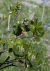 Einzelbild 5 Zwergmispel - Sorbus chamaemespilus