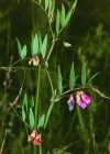 Einzelbild 7 Sumpf-Platterbse - Lathyrus palustris