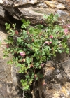 Einzelbild 7 Rundblättrige Hauhechel - Ononis rotundifolia