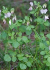 Einzelbild 8 Rundblättrige Hauhechel - Ononis rotundifolia