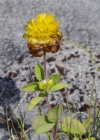 Einzelbild 5 Braun-Klee - Trifolium badium