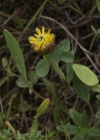 Einzelbild 7 Braun-Klee - Trifolium badium