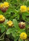 Einzelbild 7 Braun-Klee - Trifolium badium