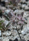 Einzelbild 7 Stein-Klee - Trifolium saxatile