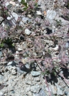 Einzelbild 8 Stein-Klee - Trifolium saxatile
