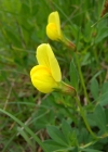 Einzelbild 6 Gelbe Spargelerbse - Lotus maritimus