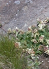 Einzelbild 8 Walliser Wundklee - Anthyllis vulneraria subsp. valesiaca