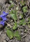 Einzelbild 5 Wohlriechendes Veilchen - Viola odorata