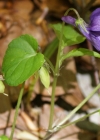 Einzelbild 7 Wald-Veilchen - Viola reichenbachiana
