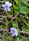 Einzelbild 6 Sumpf-Veilchen - Viola palustris