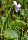 Einzelbild 7 Sumpf-Veilchen - Viola palustris