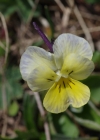 Einzelbild 6 Langsporniges Stiefmütterchen - Viola calcarata