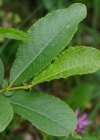 Einzelbild 5 Grossblättrige Weide - Salix appendiculata