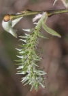 Einzelbild 7 Grossblättrige Weide - Salix appendiculata