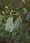 Einzelbild 5 Grau-Weide - Salix cinerea