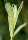 Einzelbild 7 Lavendel-Weide - Salix elaeagnos