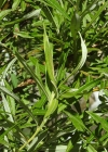 Einzelbild 8 Lavendel-Weide - Salix elaeagnos