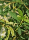 Einzelbild 8 Purpur-Weide - Salix purpurea