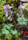 Einzelbild 7 Festknolliger Lerchensporn - Corydalis solida